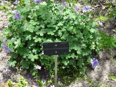 Geranium peloponesiacum