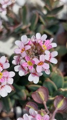 Aethionema saxatile creticum