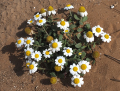 Anthemis leucanthemifolia
