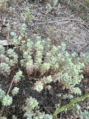 Sedum potosinum