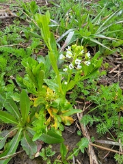 Thlaspi arvense