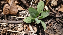Mertensia virginica
