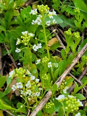 Thlaspi arvense