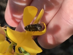 Acmaeodera connexa