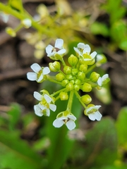 Thlaspi arvense