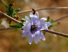 Cichorium endivia