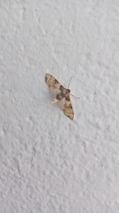 Azochis rufidiscalis