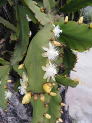 Rhipsalis pachyptera