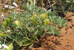 Lupinus palaestinus