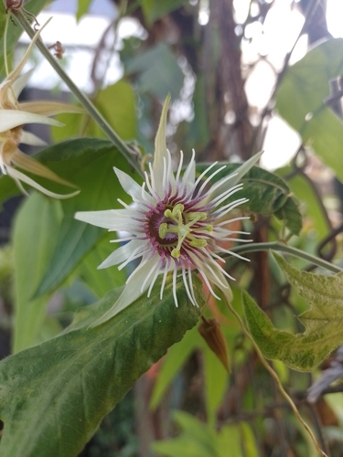 Passiflora quinquangularis image