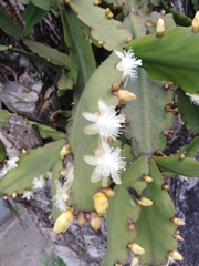 Rhipsalis pachyptera