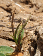 Parapholis marginata