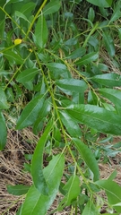 Salix lucida