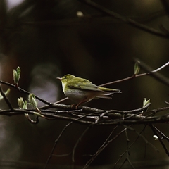Phylloscopus sibilatrix