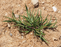 Parapholis marginata