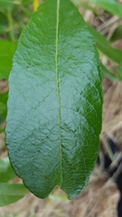 Salix lucida