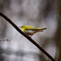 Phylloscopus sibilatrix