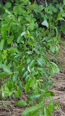 Salix lucida