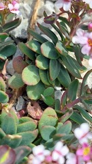 Aethionema saxatile creticum