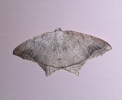 Oxymacaria temeraria