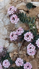 Aethionema saxatile creticum