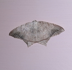 Oxymacaria temeraria