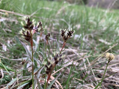 chlpaňa poľná (Luzula campestris)