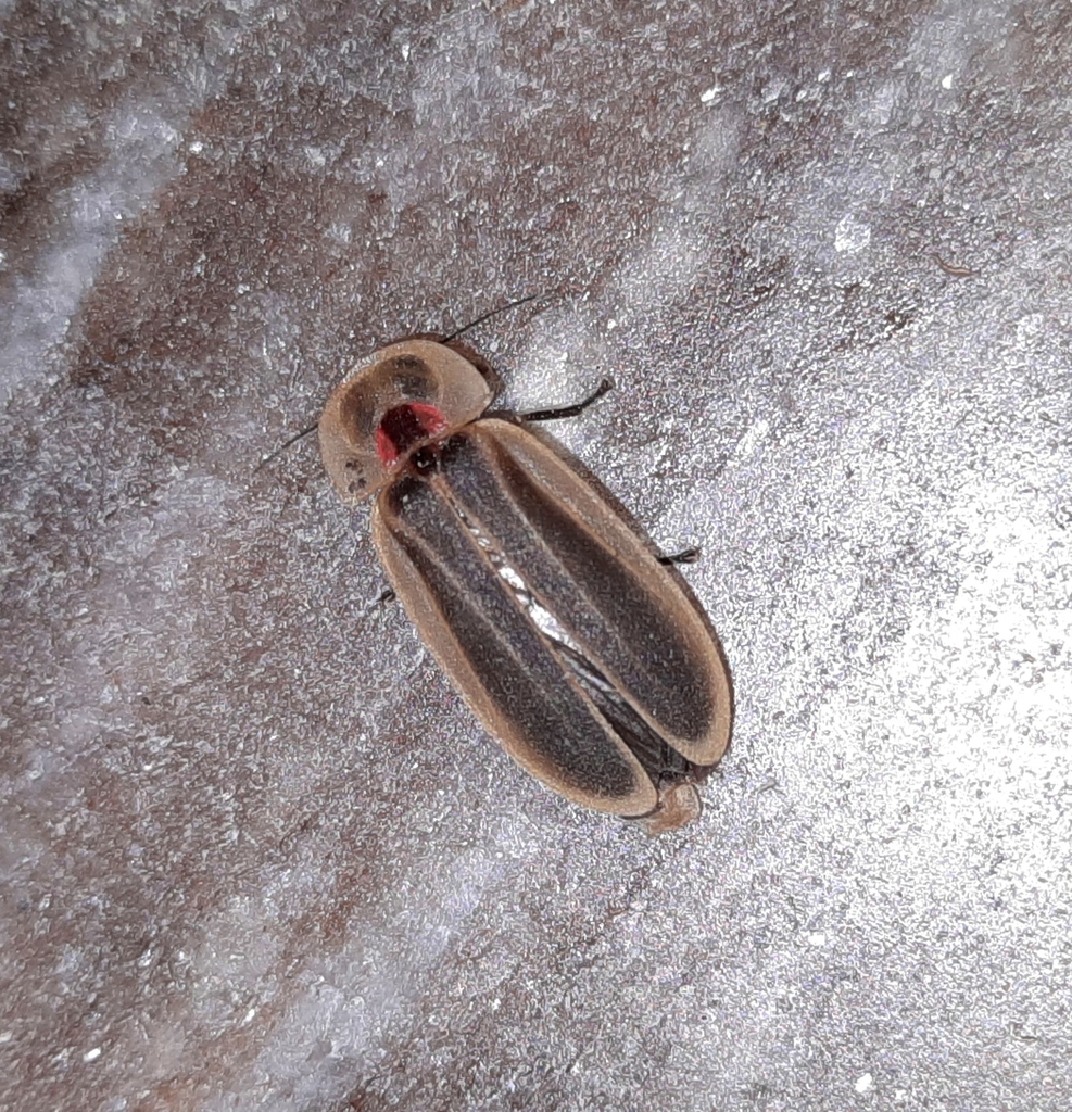 Diaphanes meghalayanus