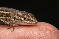 Psammodromus hispanicus