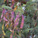 Acacia goetzei