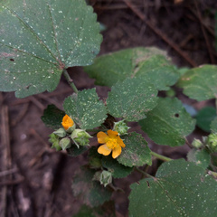 Pseudabutilon virgatum