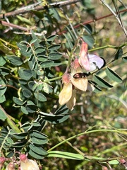Acmaeodera prorsa