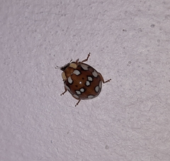 Harmonia eucharis