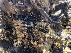 Littorina subrotundata