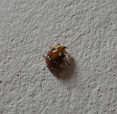 Harmonia eucharis