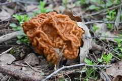 Gyromitra gigas