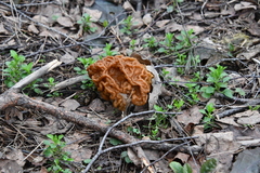 Gyromitra gigas