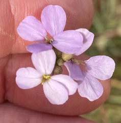 Erucaria hispanica