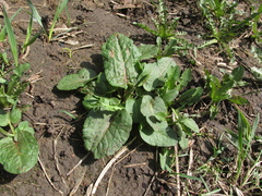 Rumex obtusifolius