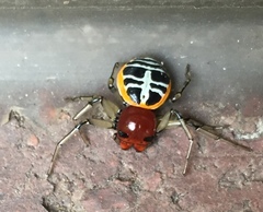 Camaricus nigrotesselatus