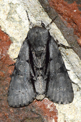 Acronicta funeralis
