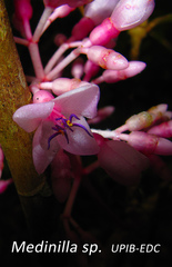 Medinilla