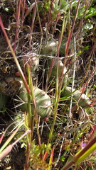 Opuntia fragilis