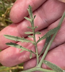 Erucaria hispanica