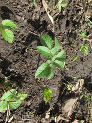 Aegopodium podagraria