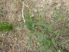Astragalus onobrychis