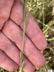 Erucaria hispanica