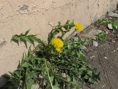 Taraxacum