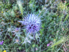 Carthamus caeruleus