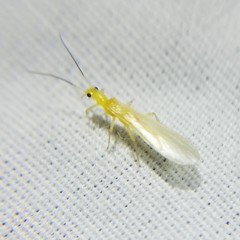 Alloperlini